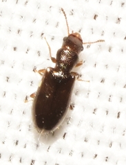 Salpingidae