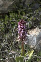 Himantoglossum robertianum