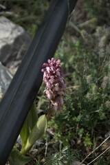 Himantoglossum robertianum