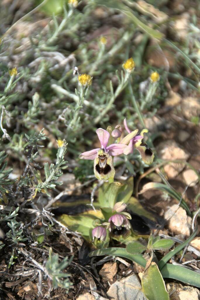 Ophrys tenthredinifera