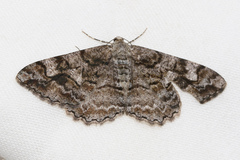 Alcis repandata