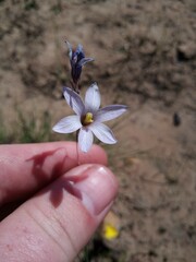 Ixia capillaris