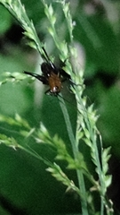 Conocephalus melaenus