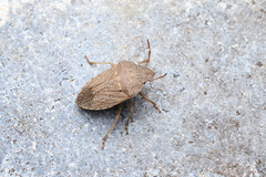 Paramenestheus semoni