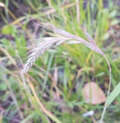 Elymus sibiricus