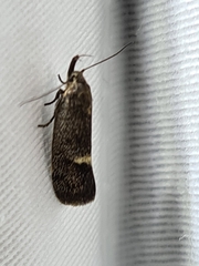 Leistomorpha brontoscopa