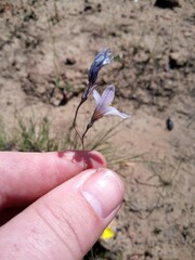 Ixia capillaris