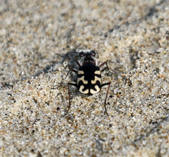 Cicindela latesignata