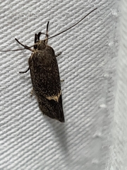 Leistomorpha brontoscopa