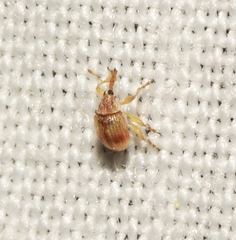 Nanophyinae