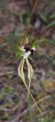 Caladenia verrucosa