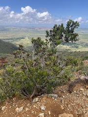 Peripterygia marginata