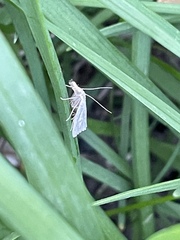 Agriphila