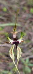 Caladenia verrucosa