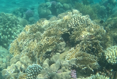 Millepora dichotoma