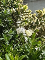 Pieris rapae