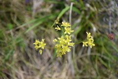 Biscutella laevigata