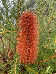 Banksia ericifolia