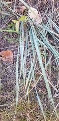 Leymus chinensis