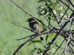 Empidonax minimus