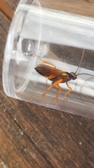 Degithina sollicitoria