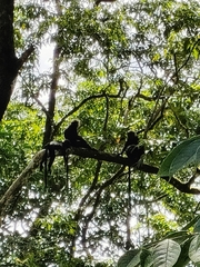 Semnopithecus johnii