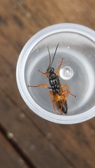 Degithina sollicitoria