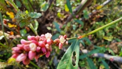 Persicaria maculosa