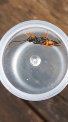 Degithina sollicitoria