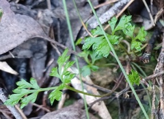 Xanthosia