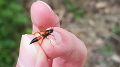 Degithina sollicitoria