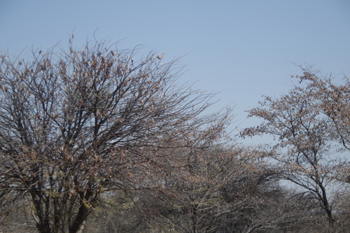 Image of Vachellia luederitzii by (c) Tony Rebelo, some rights reserved (CC BY-SA)