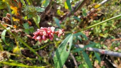 Persicaria maculosa