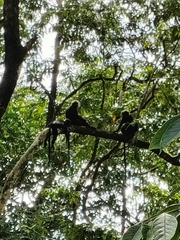 Semnopithecus johnii
