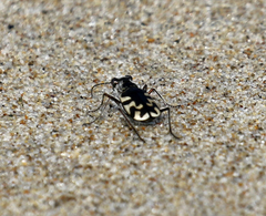 Cicindela latesignata
