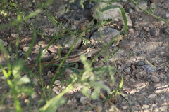 Sceloporus edbelli
