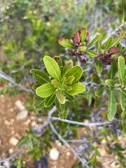 Peripterygia marginata