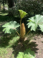 Gunnera
