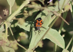 Lygaeus reclivatus