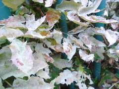 Erysiphe berberidis
