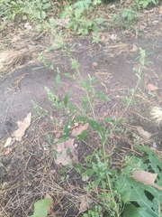 Chenopodium betaceum