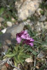 Anacamptis papilionacea