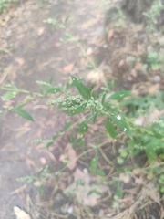 Chenopodium betaceum