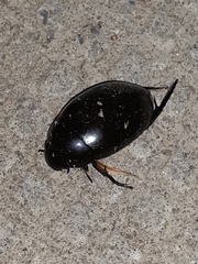 Hydrophilus ovatus