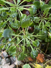 Saxifraga spathularis