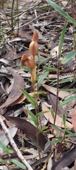 Pterostylis sanguinea