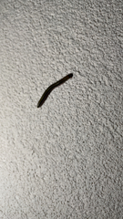 Anadenobolus monilicornis