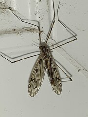 Tipula abdominalis