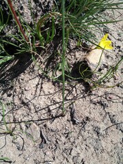Ixia capillaris