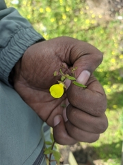 Calceolaria